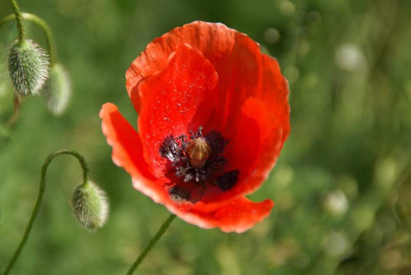 Unser Orchideenpark Bild Nr.063